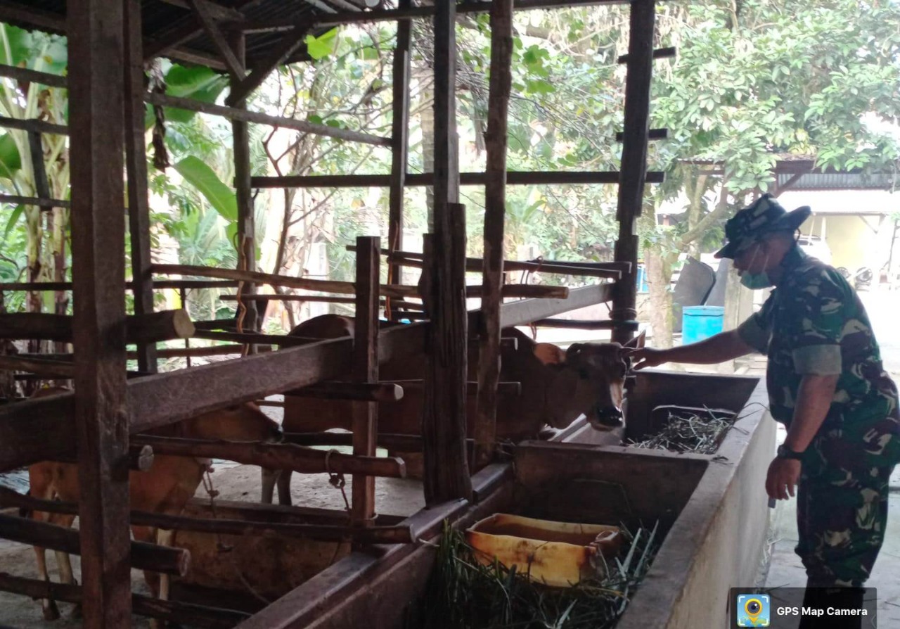 Tingkatkan Kewaspadaan Terhadap PMK, Pelda Joko Galakkan Sosialisasi