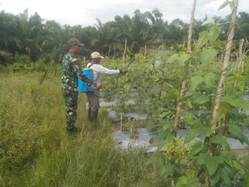 Serda Erwan Bantu Petani Cabe Keriting Agar Bisa Bersaing di Pasar