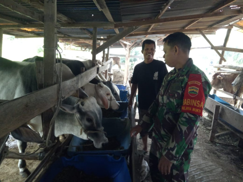 Sertu Sutarno Laksanakan Giat Cegah PMK