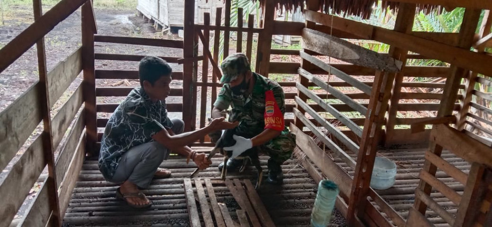 Pastikan Aman Dari PMK, Babinsa Cek Kesehatan Hewan Ternak