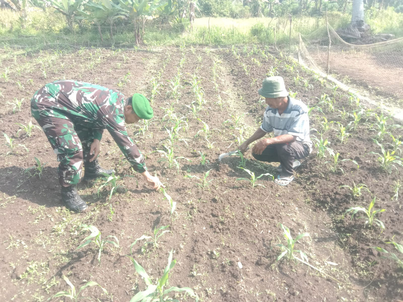 Apresiasi Dandim 0320/Dumai Kepada Petani