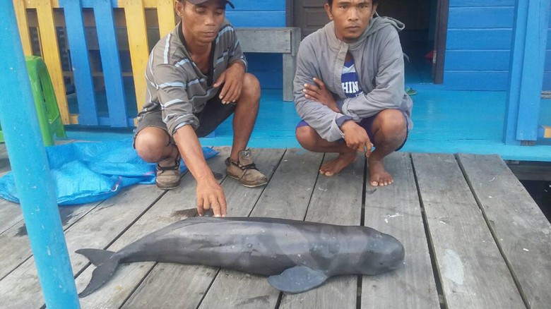 Lumba-lumba Ditemukan Mati Tersangkut Jaring Nelayan Rohil