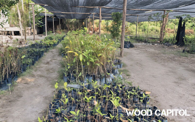 Wood Capitol Strengthens Environmental Practices with Responsibly Sourced Wood Policy