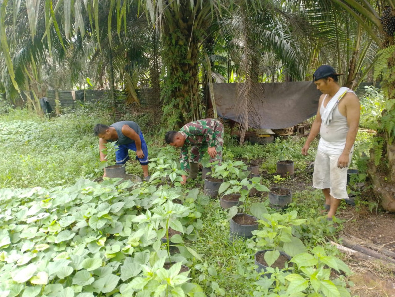 Serma Novrianto Lakukan Pendampingan Kepada Petani Binaan
