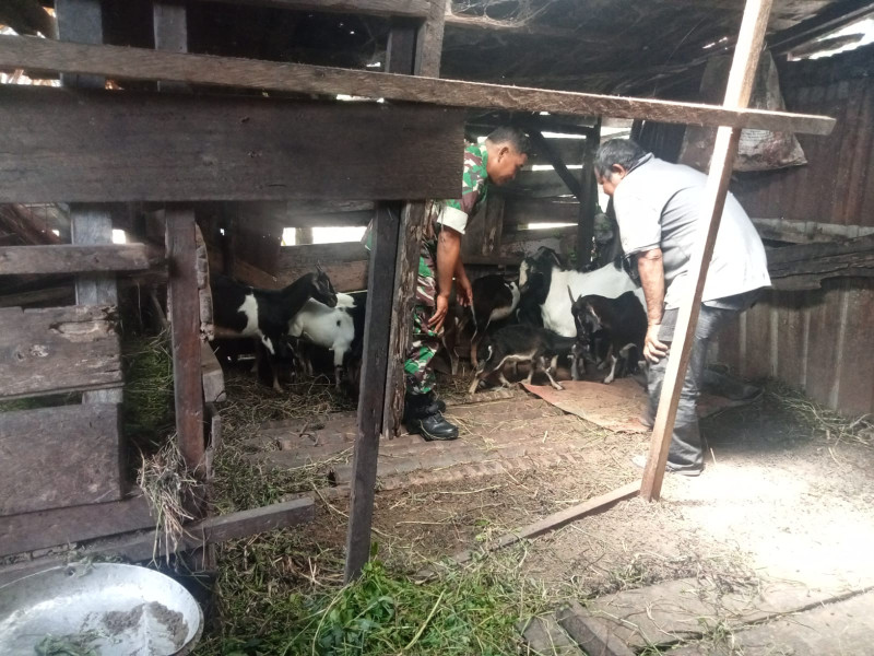 Babinsa Koramil-01 Dumai Dukung Peternak Kambing dan Sosialisasi PMK di Rimba Sekampung
