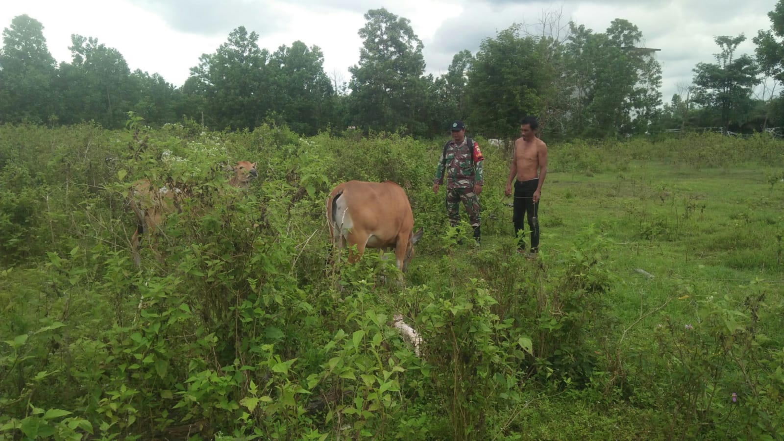 Serda Cerza Katno Laksanakan Pencegahan PMK