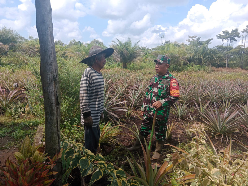 Babinsa Koramil 01/Dumai Dukung Kegiatan Pendampingan Tanaman Nenas di Kelurahan Purnama