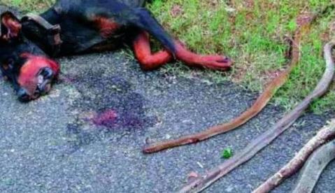 Anjing Ini Rela Mati Lawan 4 Kobra, Demi Lindungi Majikan