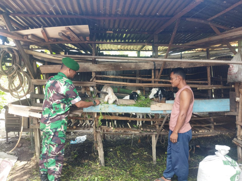 Babinsa Koramil-01/Dumai Gelar Sosialisasi PMK di Peternakan Amran