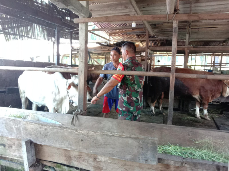 Pelaksanaan Giat Cegah PMK Oleh Sertu Jainal Arifin