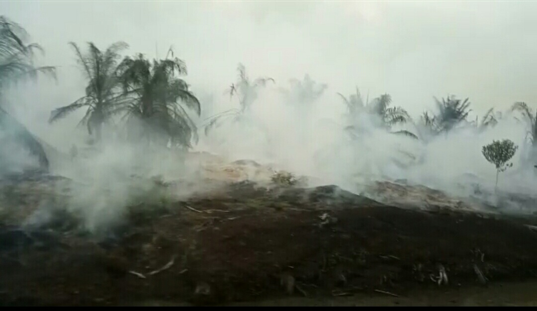 PT Adei Sumbang Asap, 4 Hektare Lahan Perkebunan Terbakar
