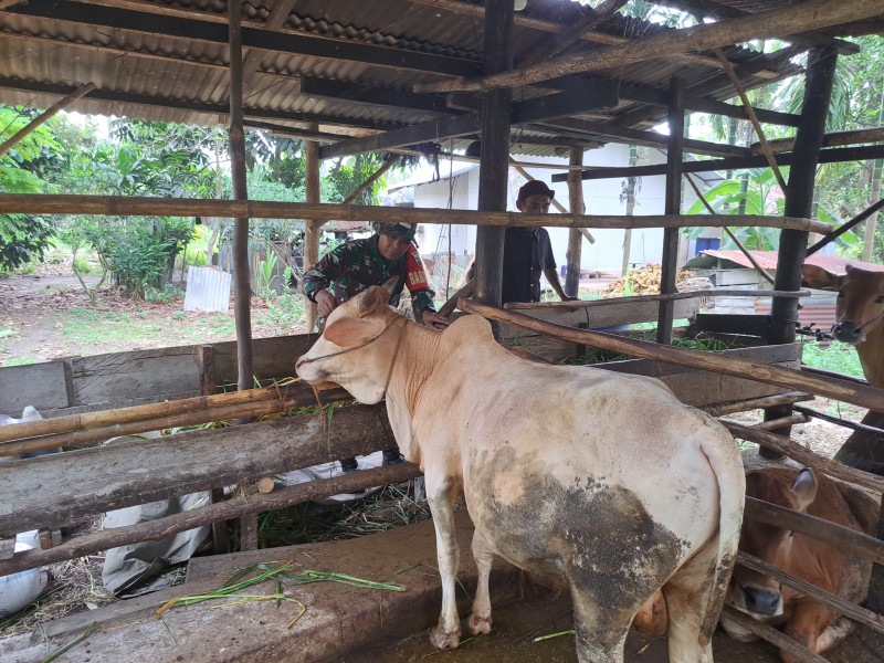 Serda Andri Widodo Ajak Warga Dumai Selatan Tangani Penyakit Mulut dan Kuku pada Ternak