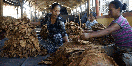 Miris...!!! Kenaikan Harga Rokok Tak Sepadan dengan Harga Jual Tembakau dari Petani