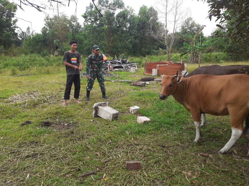 Semangat Serka Andri Widodo Laksanakan Sosialisasi Pencegahan PMK