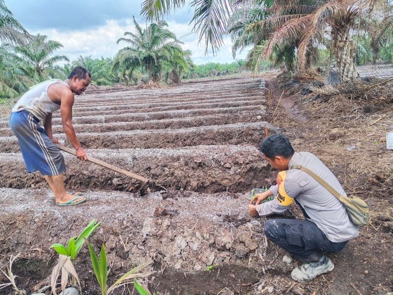 Polsek Sungai Sembilan Perkuat Ketahanan Pangan Lewat Pendampingan Lahan Pertanian Warga