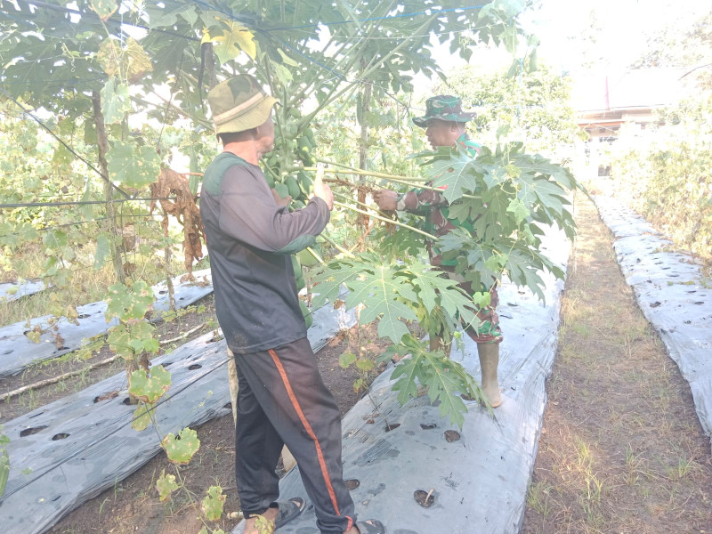 Serka Suandi Melaksanakan Pendampingan Karya Nyata Kepada Petani