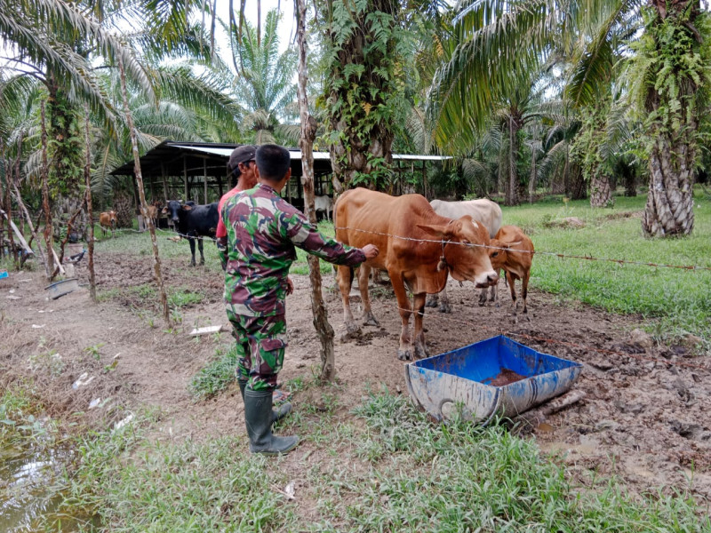 Pemberian Informasi Terkait Pencegahan PMK Oleh Serda Bambang Irwanto