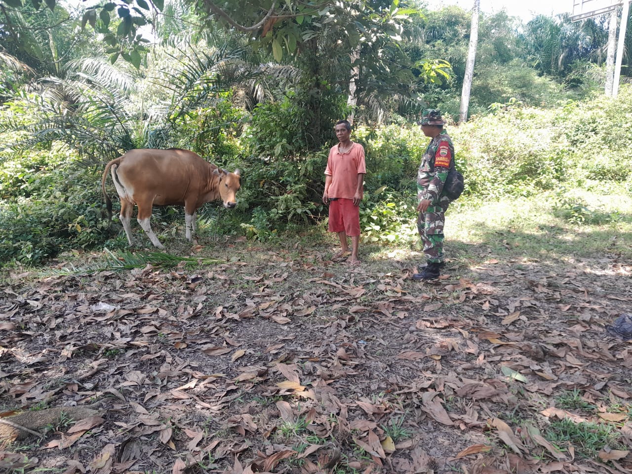 Kunjungi Warga di Jalan Arifin Ahmad, Serda Cerza Katno Laksanakan Sosialisasi Cegah PMK