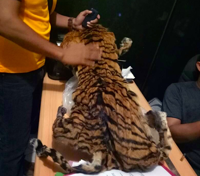 Jual Kulit Harimau Betina, Warga Dumai dan Sumbar Tertangkap di Jambi