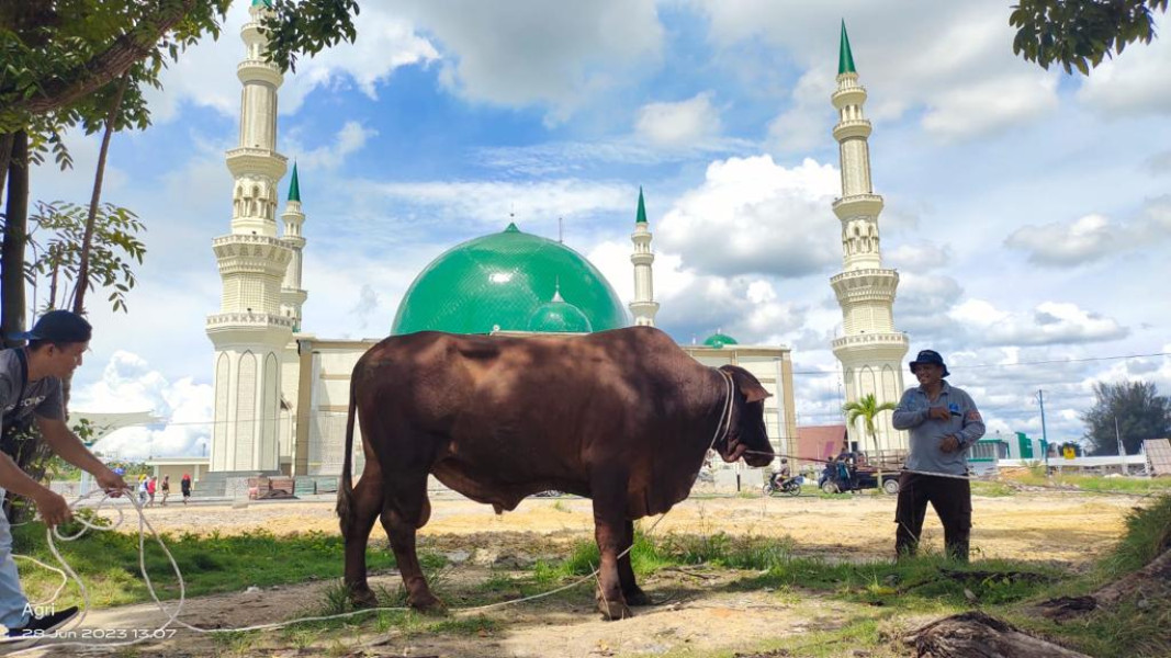 PHR Sebar 34 Ekor Sapi Kurban untuk Masyarakat di Blok Rokan