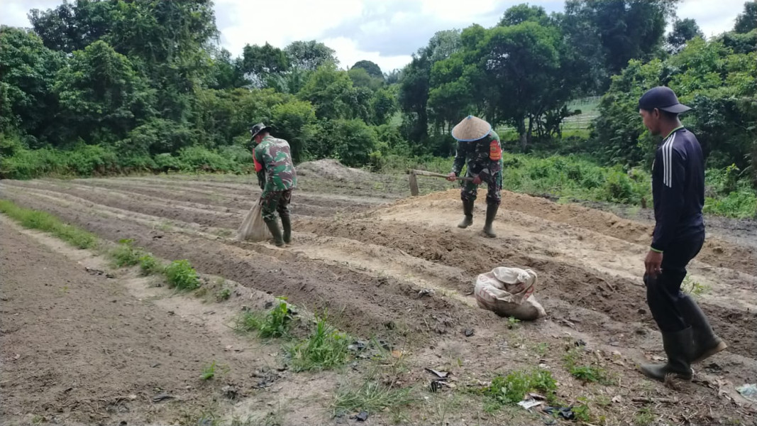 Pendampingan Penaburan Pupuk Organik ke Demplot Cabe Oleh Anggota Koramil 02