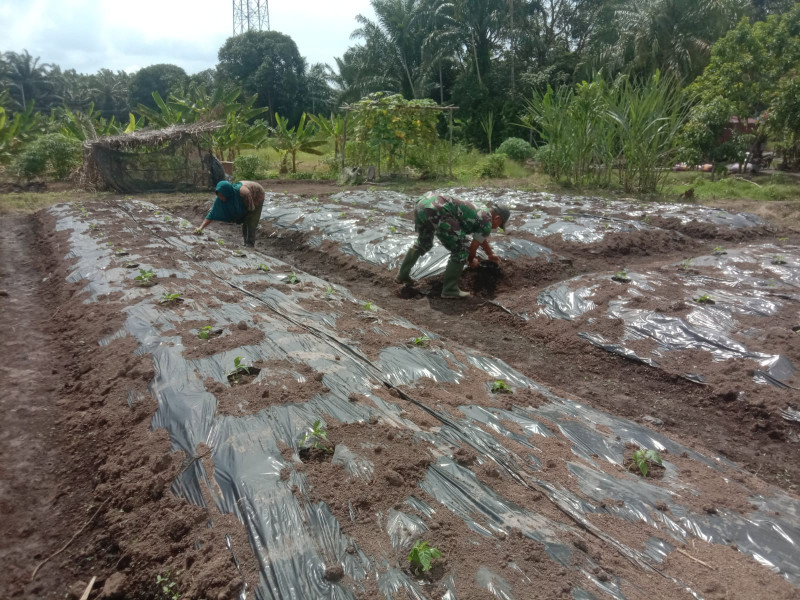 Babinsa Kelurahan Mundam Sertu Ramli Dampingi Petani dalam Penanaman Cabe dan Ubi