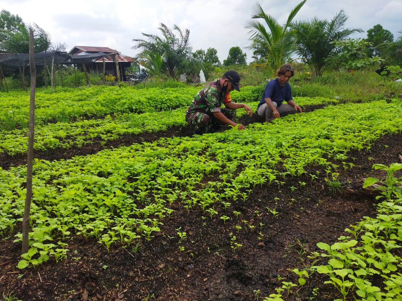 Sertu Abu Kasim Dampingi Petani Bayam