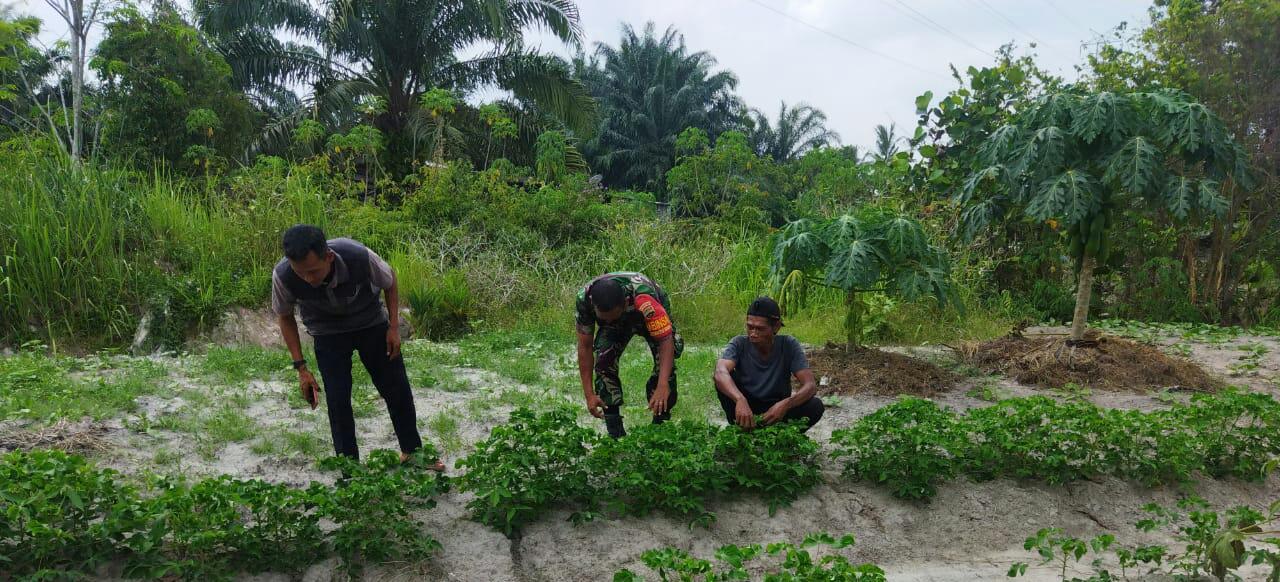 Sertu Abu Kasim Laksanakan Pendampingan Karya Nyata Penanaman Terong