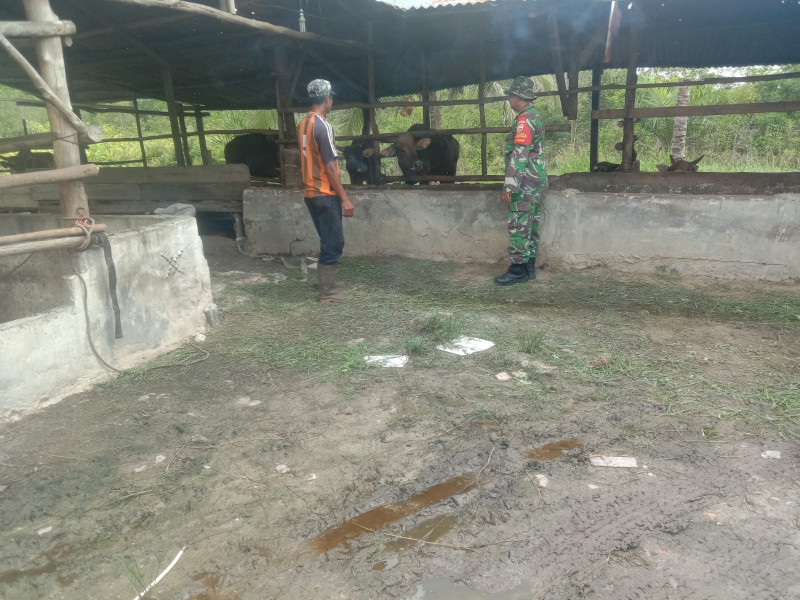 Pemeriksaan Gejala PMK Dilakukan Babinsa Serda Cerzakatno