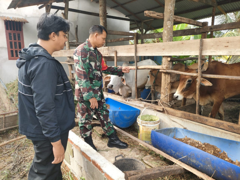 Babinsa Koramil 01/Dumai Sosialisasikan Pencegahan PMK kepada Peternak Sapi