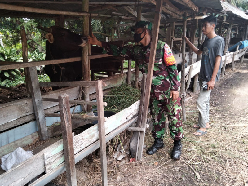 Sertu Sugianto Laksanakan Sosialisasi Untuk Mencegah PMK