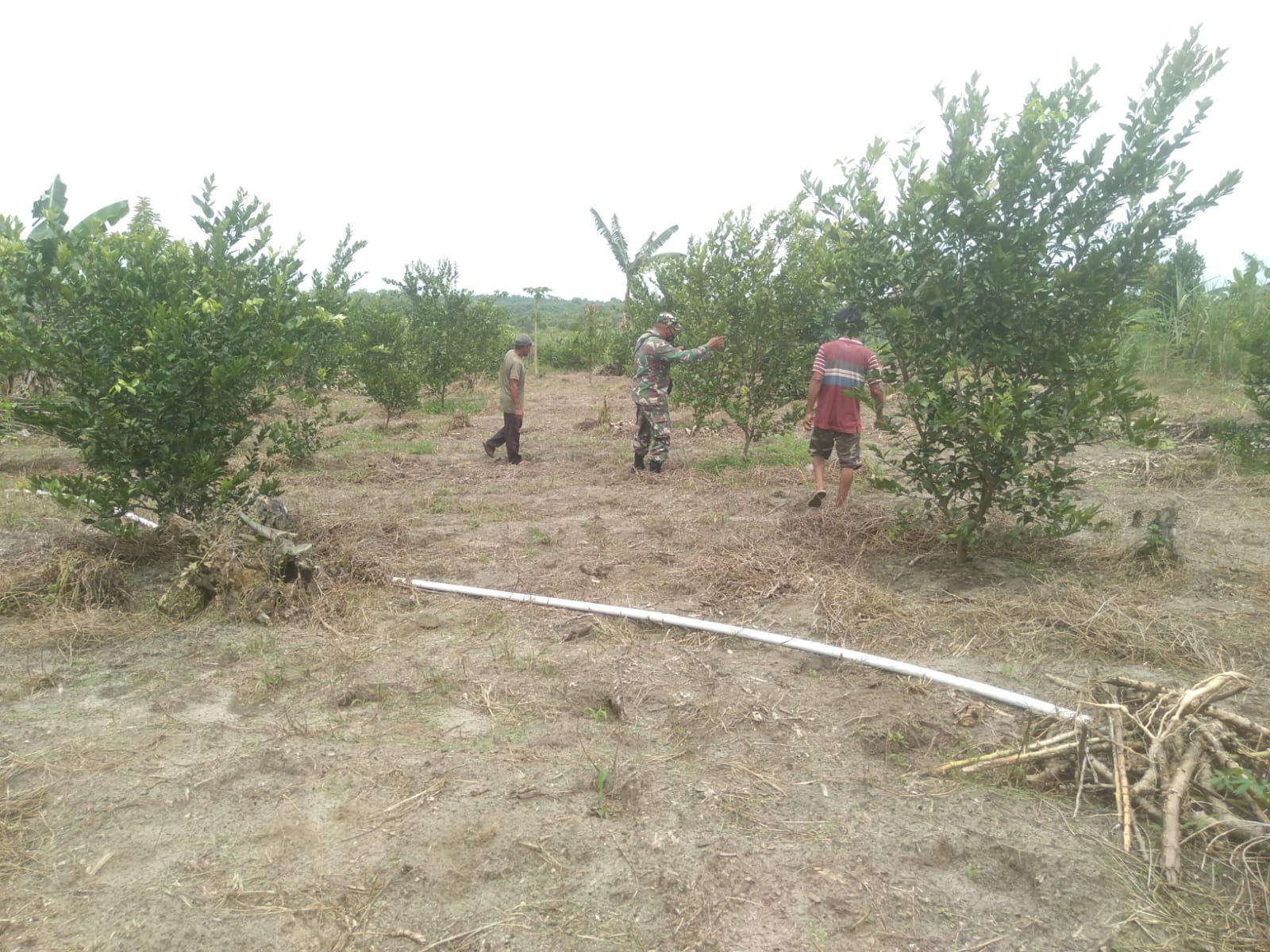 Jaga Ketahanan Pangan, Serka Fahrizal Purba Laksanakan Pendampingan