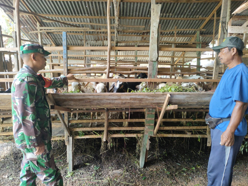 Babinsa Dumai Timur Lakukan Sosialisasi PMK di Peternakan RT 22