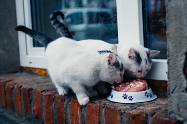 5 Jenis Makanan yang Tidak Boleh Dikonsumsi Kucing