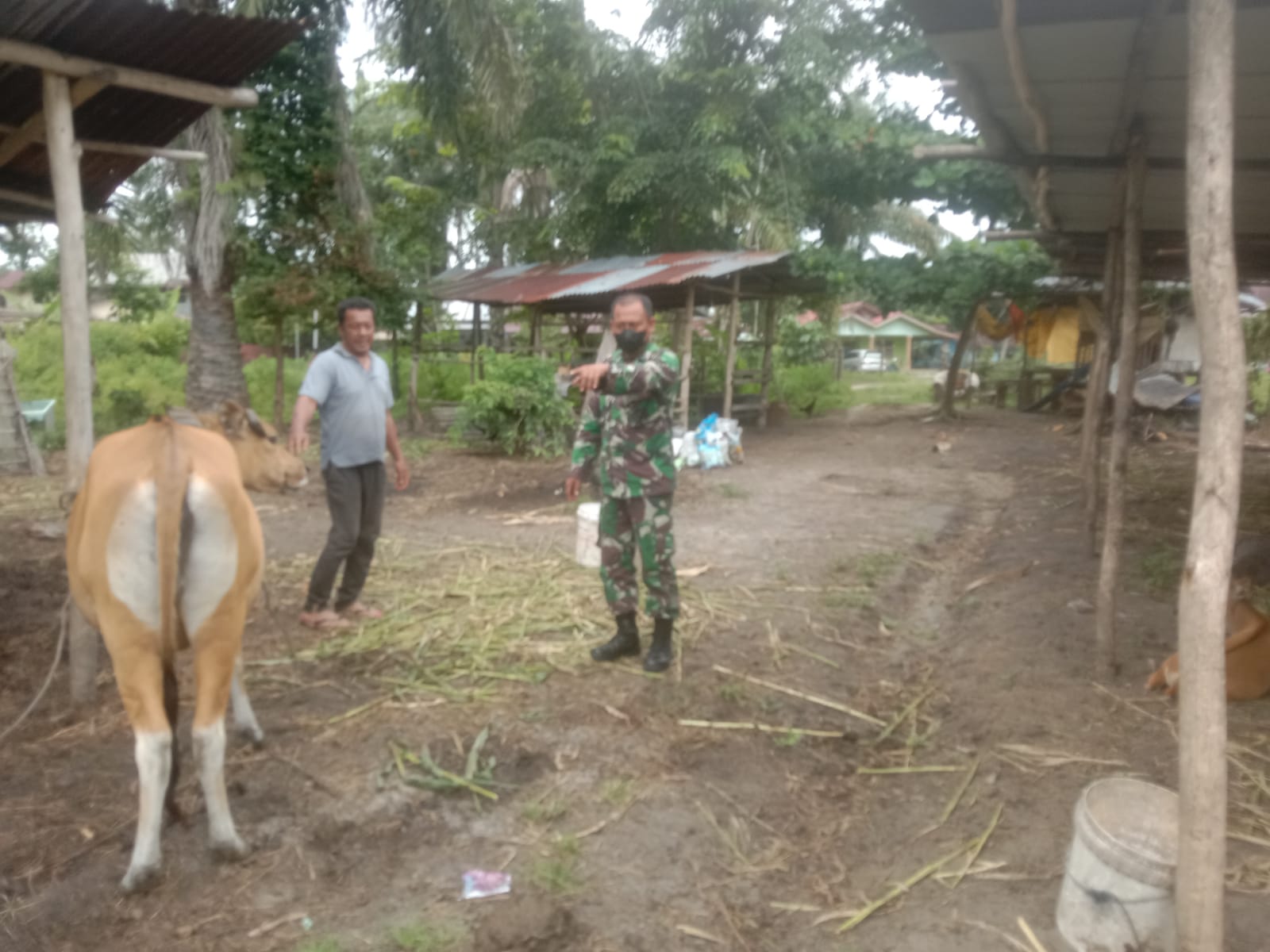 Semangat Cegah PMK, Sertu Sutiono Berikan Himbauan