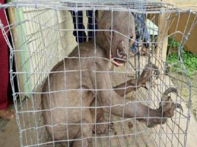 Makhluk Mengerikan Mirip 'Alien' Ini Hebohkan Warga Malaysia