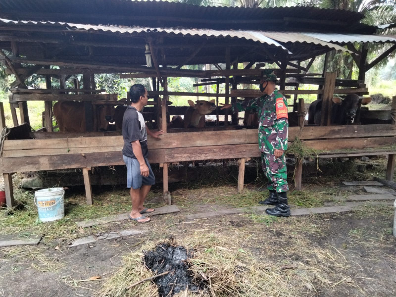 Babinsa Kecamatan Dumai Barat Sambangi Peternak