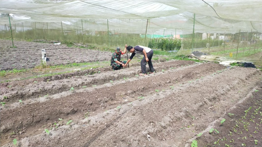 Jaga Ketahan Pangan Kacang Panjang, Sertu Jumat Desmanto Laksanakan Pendampingan