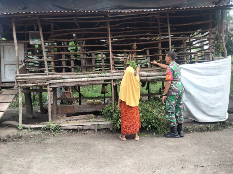 Mewaspadai Penyebaran PMK, Serka Tomy Mike Laksanakan Pencegahan