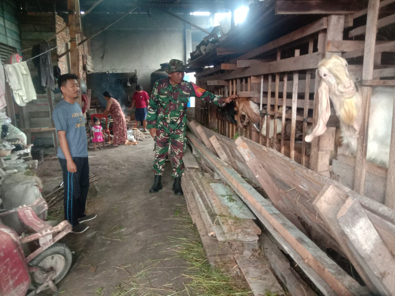 Babinsa Koramil-01/Dumai Sosialisasi Pencegahan PMK di Bagan Keladi