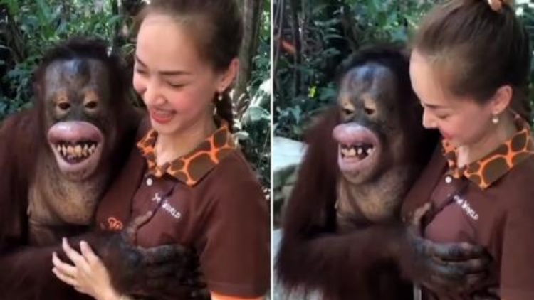 Viral, Ning-Ning si Orangutan Meremas Payudara Penjaga Kebun Binatang
