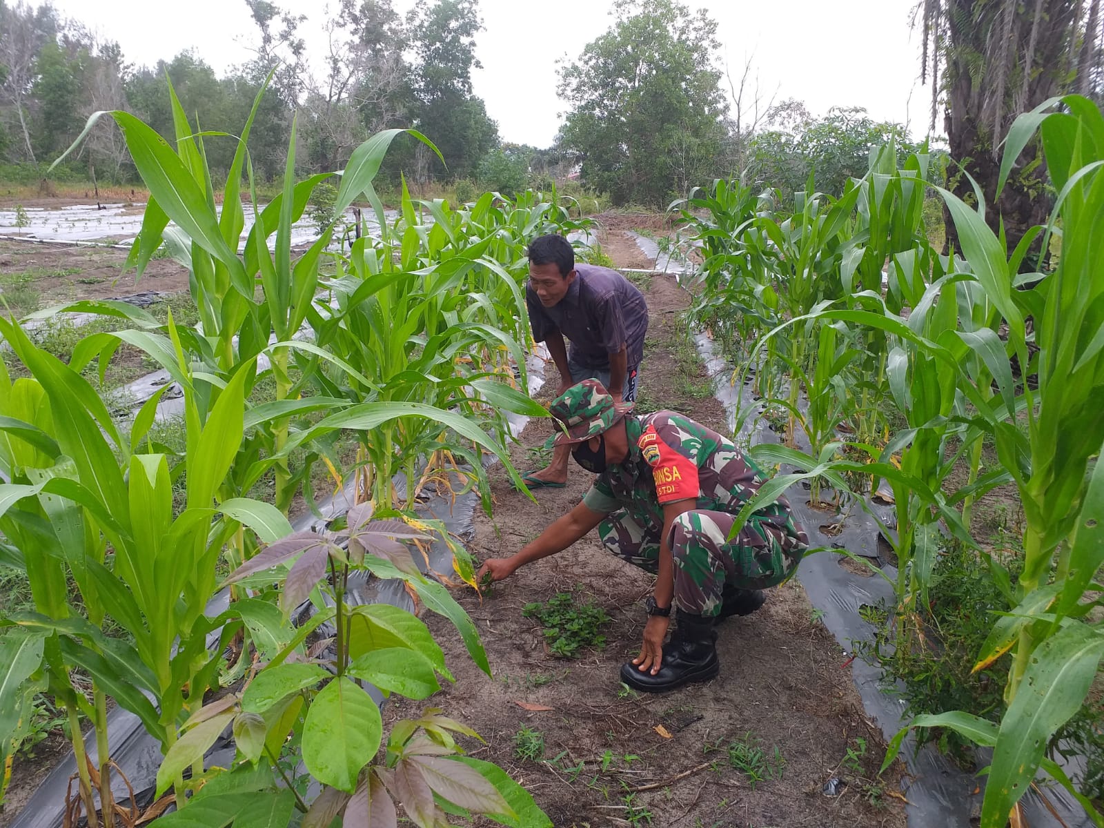 Sertu Sugianto Laksanakan Pendampingan Karya Nyata di Kebun Jagung