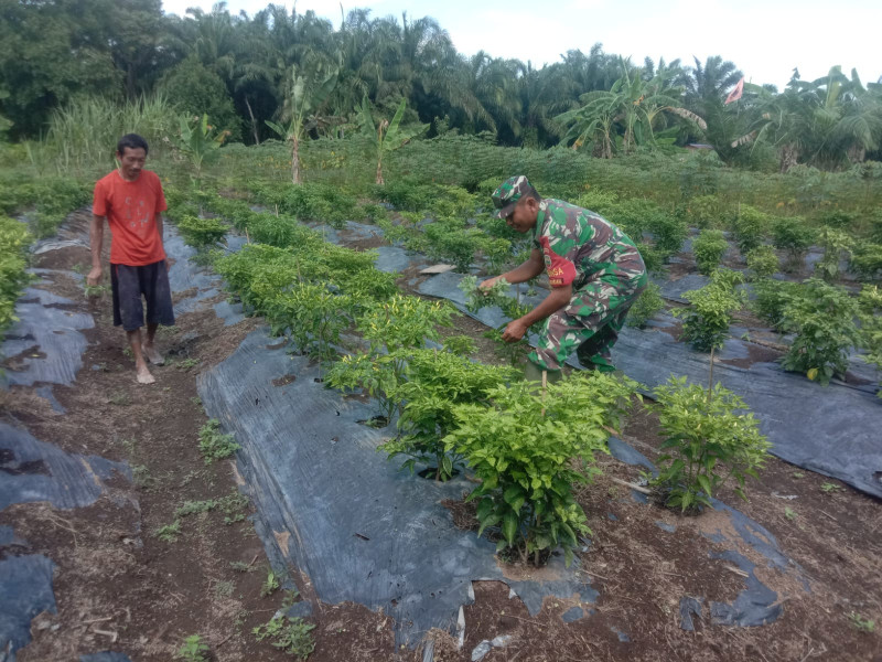 Dukung Pertanian Lokal Sertu Ramli Laksanakan Pendampingan