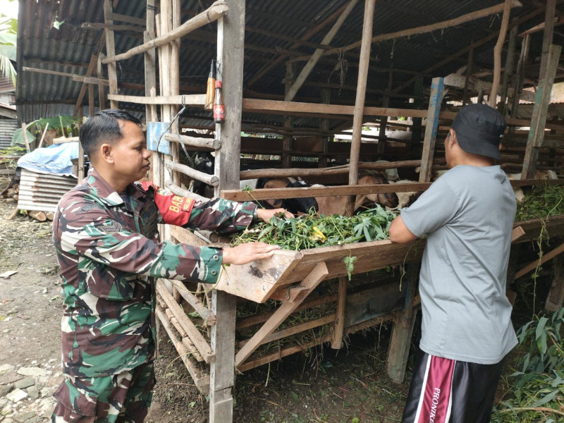 Babinsa Pastikan Ternak di Jaya Mukti Bebas PMK
