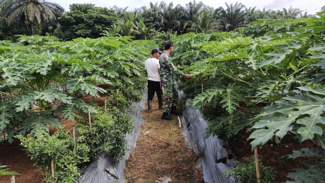 Serka Tomy Mike Berikan Pendampingan Penanaman Cabai dan Pepaya