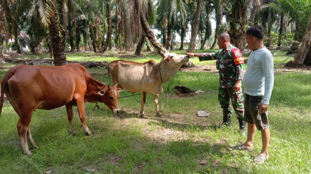 Dalam Sosialisasi Cegah PMK, Sertu Jainal Berikan Pesan Ini