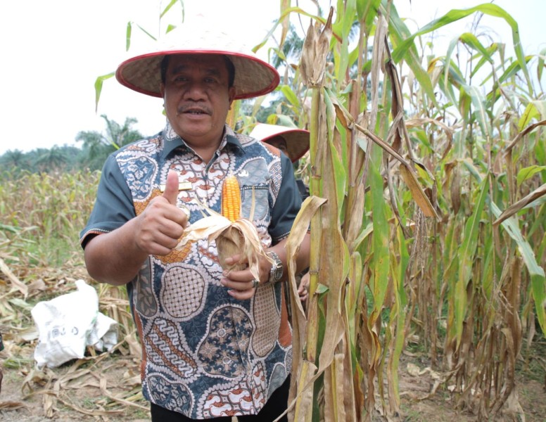 Bupati Asahan Ikuti Panen Raya Jagung Serentak yang Dipimpin Presiden Republik Indonesia