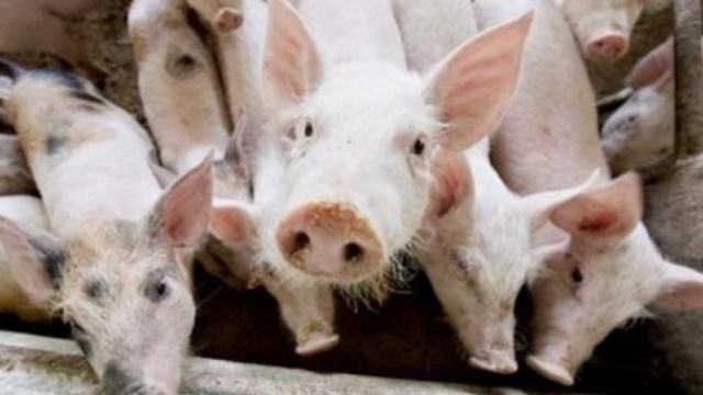 Ramai Kasus Demam Babi Afrika, Kemenkes Imbau Terapkan PHBS