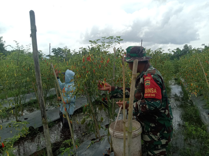 Pendampingan Kepada Petani Cabe Dilaksanakan Oleh Serka Suandi