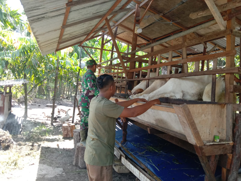 Pemantauan Kesehatan Hewan Ternak Dilaksanakan Oleh Sertu Jainal Arifin